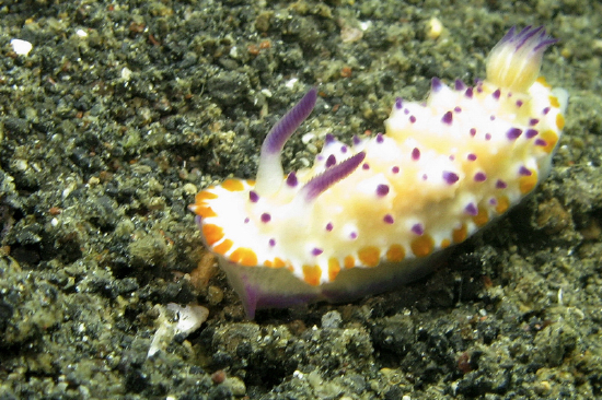  Mexichromis multituberculata (Sea Slug)